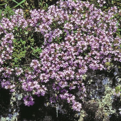 CYBEXIS KGF -71 - Mother of Creeping Thyme - (150 Seeds) Seed(150 per packet)