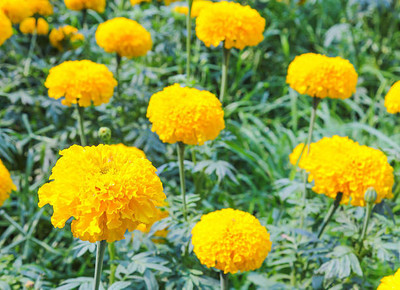AGRODAK marigold/gende ka phool flower seeds Seed(50 per packet)
