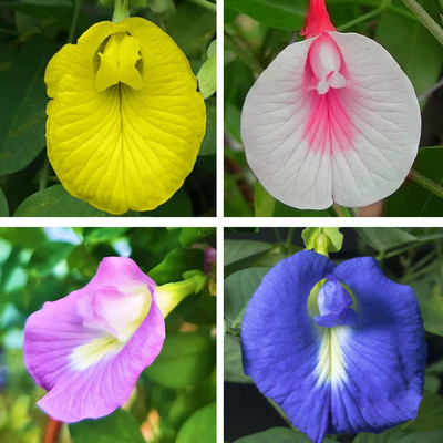 abiswas Aparajita Seeds Mixed Color Pack Blue, Pink, White Double & Single Petals Seed(24 per packet)