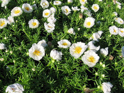 CYBEXIS LXI-73 - Russian Purslane Large-Flowered Portulaca - (100 Seeds) Seed(100 per packet)