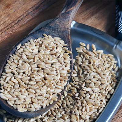 KNESSiN High Yield White Hard Wheat Berries Seeds for Microgreens-(10000 Seeds) Seed(10000 per packet)