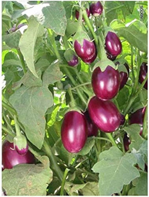 LPR brinjal Seed(30 per packet)
