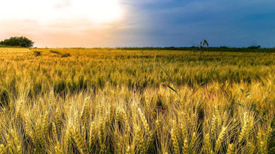 Qualtivate ATS-98 Hard Red Winter Wheat Seed(2000 per packet)