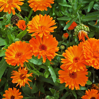 Quentova Calendula Orange King-VS Seed(40 per packet)