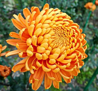 BDSresolve Chrysanthemum flower seeds yellow PACK OF 32 Seed(32 per packet)