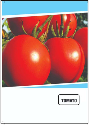 CYBEXIS Hybrid Tomato Seeds(2500 Seeds) Seed(2500 per packet)