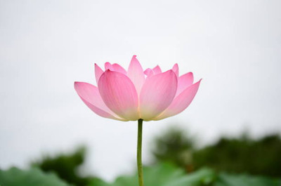 CRGO lotus,kamal gatta Seed(11 per packet)