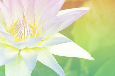 AmbeStore lotus,kamal gatta Seed(10 per packet)