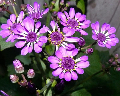 Lorvox Cineraria Early Perfection Mixed Seed(60 per packet)