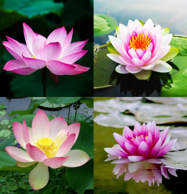 ibains Japanese lotus beez 5 Seed(5 per packet)
