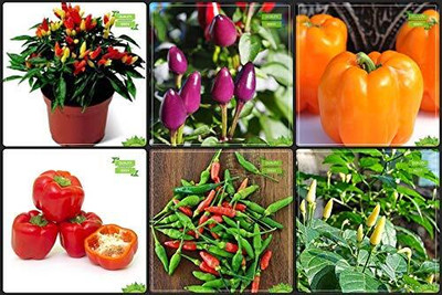 WILLVINE MAH -IV Chilli 6 Combo Mix[50gm, 10000 Seeds] Seed(10000 per packet)