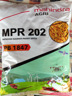 HYBRID 3KG 1847 paddy seeds 22-25 Quintal/acre yield variety Seed(3 per packet)