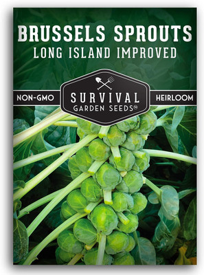 WILLVINE VMR -V Long Island Improved Brussels Sprouts [2.5g] Seed(750 per packet)