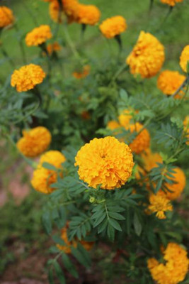 AmbeStore marigold/gende ka phool flower seeds Seed(75 per packet)