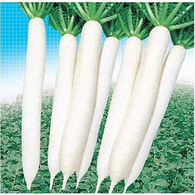Aywal Mooli Seeds - (White Long Radish) Seed(20 per packet)