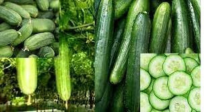 LPR CUCUMBER ,KHIRA Seed(100 per packet)