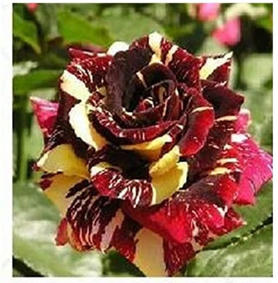 Qualtivate VVI-654 Rose Flower Seeds Seed(50 per packet)