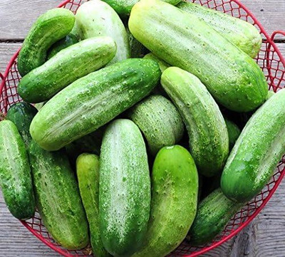 Qualtivate HUA-6A Crispy Sweet Pickling Cucumber Seeds Seed(300 per packet)