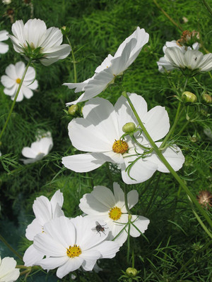 CYBEXIS Cosmos - BIPINNATUS - Purity Seed(50 per packet)