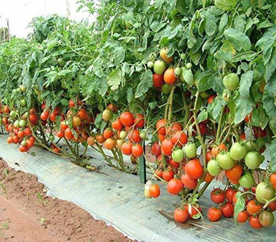 Cloud Farm Tomato Seed(90 per packet)