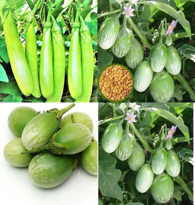 ibains Hybrid brinjal long seed bij 83 Seed(83 per packet)