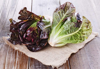 CYBEXIS NDIR-34 - Red Romaine Lettuce - (1350 Seeds) Seed(1350 per packet)