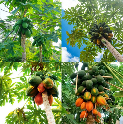 sbains Papaya Seeds no of seeds 54 Seed(54 per packet)