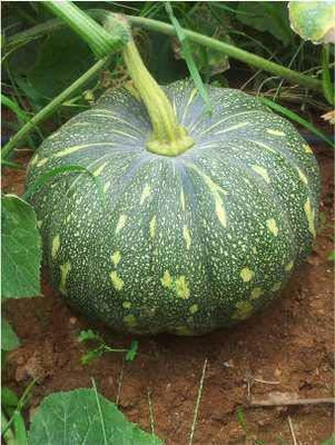 CYBEXIS LXI-39 - Pumpkin F1 Hybrid - (100 Seeds) Seed(100 per packet)