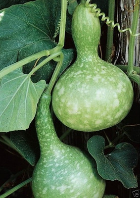 KNESSiN Bird Nest Bottle Gourd F1-[100gm] Seed(400 per packet)
