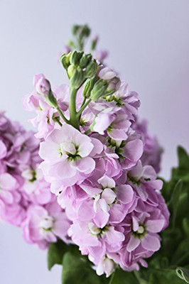 KANAYA Stock Matthiola Incana Double Mix Flower Seed(25 per packet)