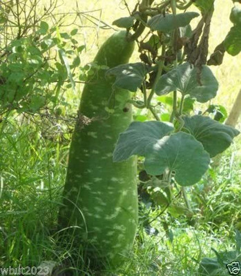 VibeX TLX-75 - Bottle Gourd dark mottled green - (300 Seeds) Seed(300 per packet)