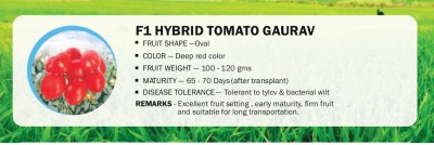 VibeX F1 HYBRID TOMATO GAURAV(250 Seeds) Seed(250 per packet)
