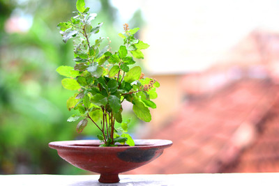 XOLDA Tulsi herbs Seed(15 per packet)