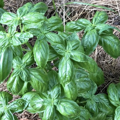 Qualtivate VVI-65 Sweet Basil Genovese Ocimum Basilicum Seed(1000 per packet)