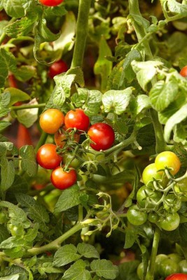 seedargo Seedargo Best Quality Hybride Tomato Seed Seed(150 per packet)