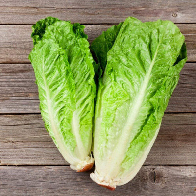 CYBEXIS XL-80 - Lettuce Romaine - Parris Island Cos - (450 Seeds) Seed(450 per packet)