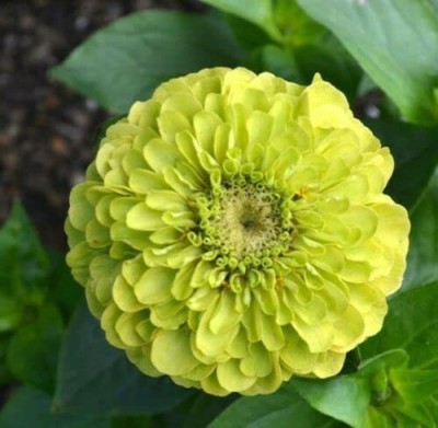 CYBEXIS XLR-23 - Imported Green Envy Zinnia Flower - (270 Seeds) Seed(270 per packet)