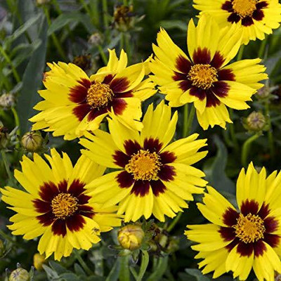 ACMS COREOPSIS Mixed Colour Fnlower Seeds Hybrid F1 Seeds All Seaso Seed(60 per packet)