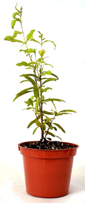 CYBEXIS GBPUT-10 - Pomegranate Tree - Punica Granatum - (90 Seeds) Seed(90 per packet)