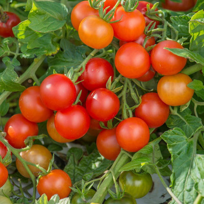 Biosnyg Fast Growing Tomato Gardeners Delight Seeds For Kitchen Gardening - (1000 Seeds) Seed(1000 per packet)