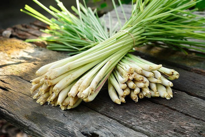 CYBEXIS KGF -37 - Lemon Grass Mosquito Insect Repellent - (2250 Seeds) Seed(2250 per packet)