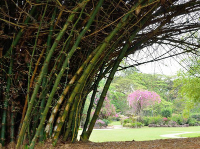 BDSresolve Bamboo seeds for fencing PACK OF 99 Seed(99 per packet)