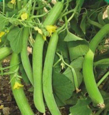 CYBEXIS GBPUT-10 - Hybrid Long melon kakdi kakri - (150 Seeds) Seed(150 per packet)