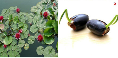 Qualtivate RES-5A Mixed Pink & Red Lotus Flower Seed(25 per packet)