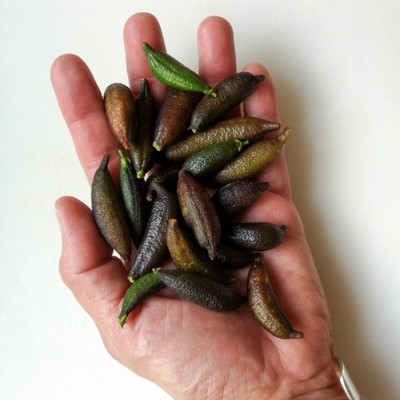 KNESSiN Bonsai Sweet Mini Lemon[50 Seeds] Seed(50 per packet)