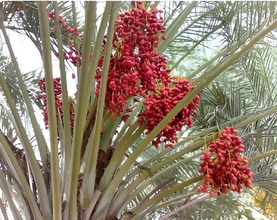 Aywal Date palm/khajur Seed(2 per packet)