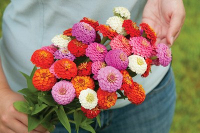 UGRA Sunbow Mix Zinnia Seed(30 per packet)