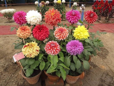 wequality dahlia seeds for plant/Dahlia seeds 50 Seed(50 per packet)