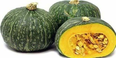 CYBEXIS NBIR-59 - Indian Variety Pumpkin - (100 Seeds) Seed(100 per packet)