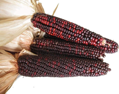 Qualtivate VVI-778 Bloody Butcher Dent Red Corn Seed(500 per packet)